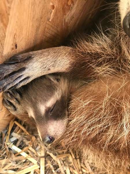 У Луцькому зоопарку лемури та єноти народили малюків. ФОТО