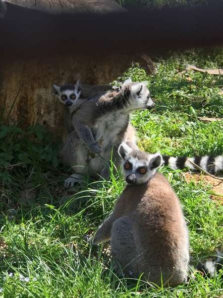 У Луцькому зоопарку лемури та єноти народили малюків. ФОТО