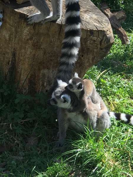 У Луцькому зоопарку лемури та єноти народили малюків. ФОТО