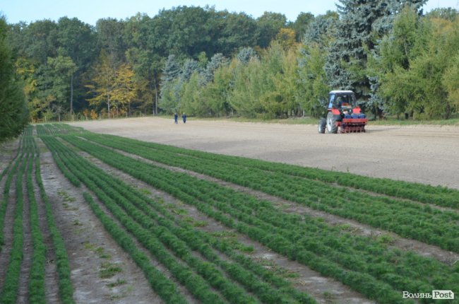 «Засіємо жолудем 16 гектарів»: волинські лісівники розпочали сіяти дуби. ФОТО