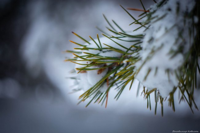 Показали красу зимового волинського лісу: чарівні фото