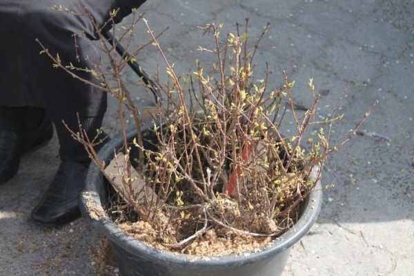 Передвеликодній ярмарок в Луцьку. ФОТО