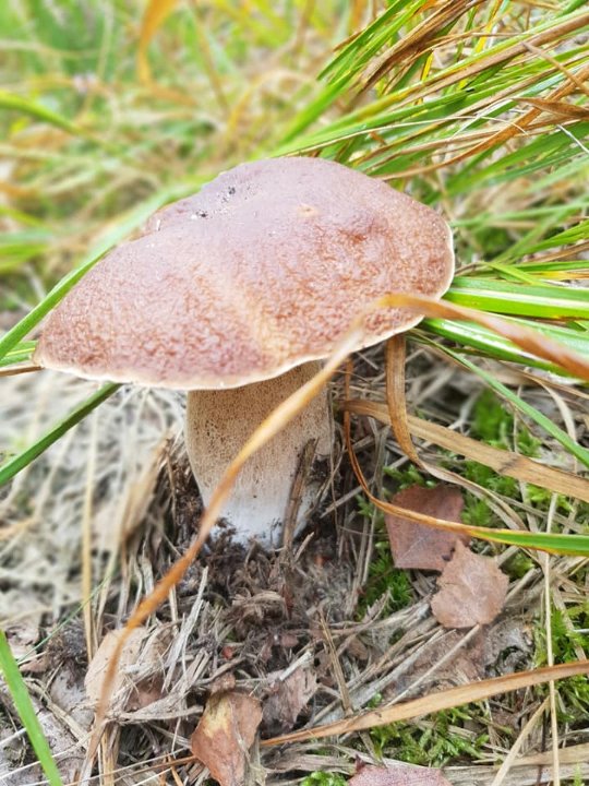 Ректор луцького політеху похвалився грибним «уловом». ФОТО