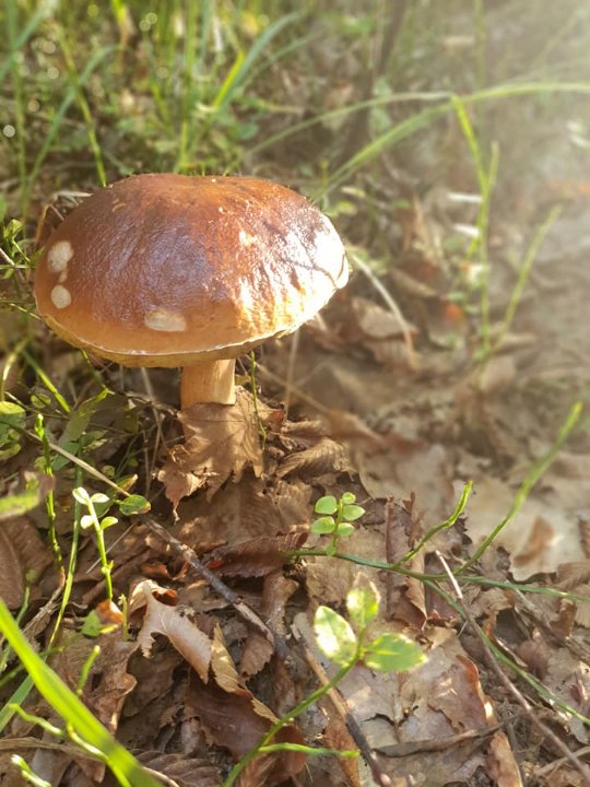 Ректор луцького політеху похвалився грибним «уловом». ФОТО