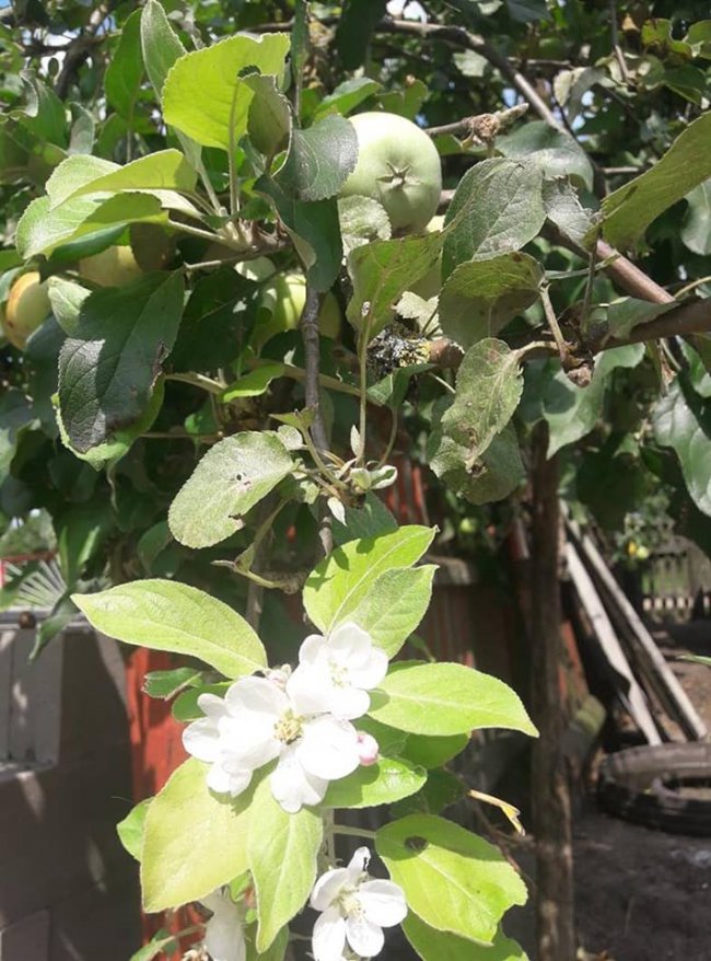 Весна посеред літа: на Волині розквітли яблуні і вишні. ФОТО