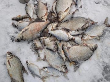 Зимова рибалка: волинянин похвалився уловом. ФОТО