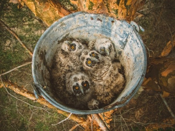 Відерко сов. Автор: Олексій Левашкін