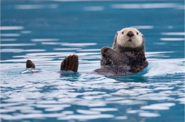 Допитлива видра, США. Автор: Роман Голубенко