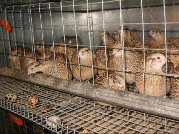 Перепелиний бізнес: Україна може вийти в світові лідери