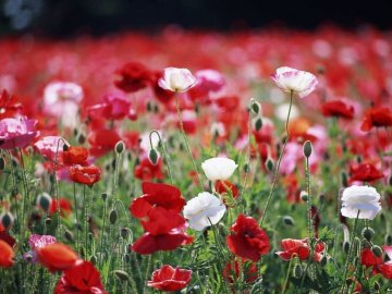 9 липня на Волині: гортаючи календар