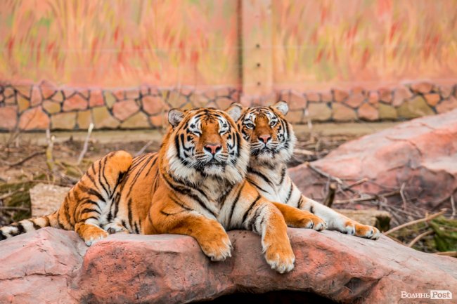 Пухнасті любощі, або Закохані парочки Луцького зоопарку. ФОТО