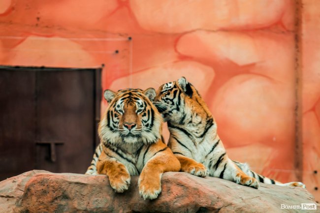Пухнасті любощі, або Закохані парочки Луцького зоопарку. ФОТО