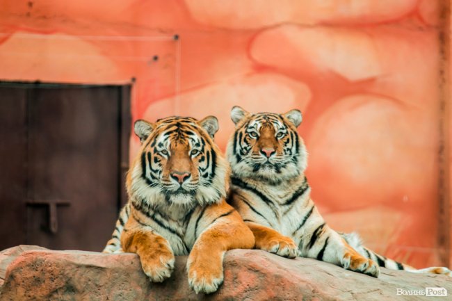 Пухнасті любощі, або Закохані парочки Луцького зоопарку. ФОТО