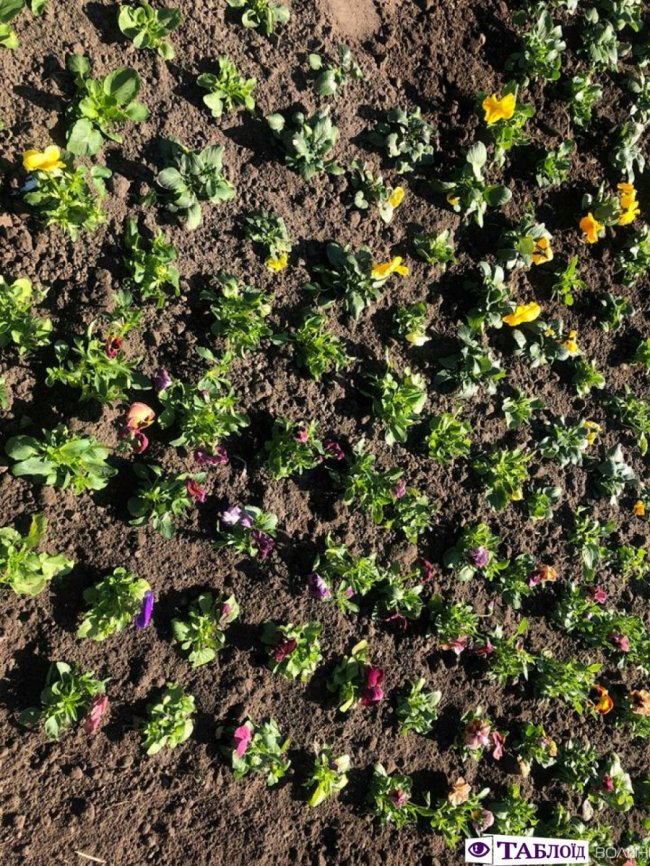 У центрі Луцька почали висаджувати квіти. ФОТО