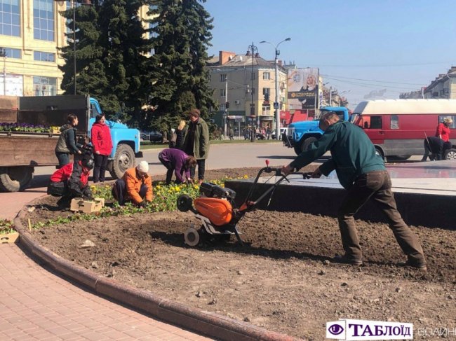 У центрі Луцька почали висаджувати квіти. ФОТО