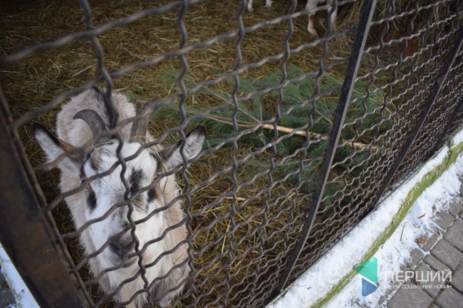 Куди в Луцьку можна здати ялинку, щоб вона принесла користь