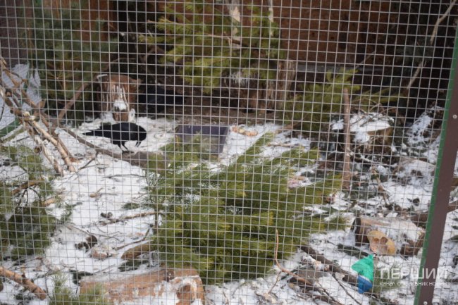 Куди в Луцьку можна здати ялинку, щоб вона принесла користь