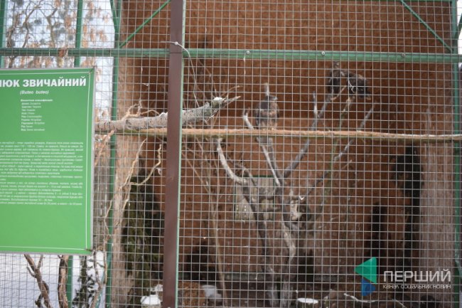 Куди в Луцьку можна здати ялинку, щоб вона принесла користь