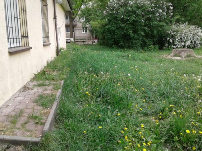 Попереджають, а потім каратимуть: У Луцьку муніципали «воюють» з некошеною травою