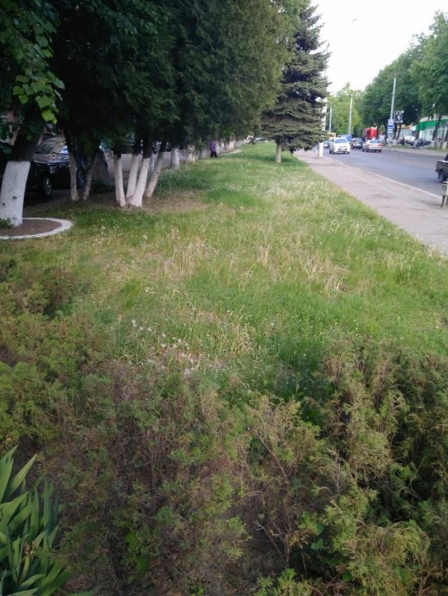 Попереджають, а потім каратимуть: У Луцьку муніципали «воюють» з некошеною травою