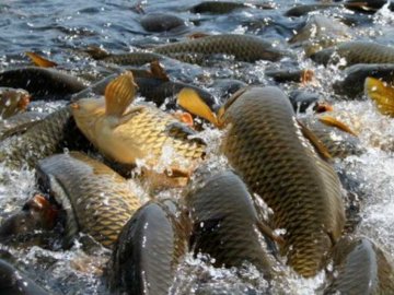 Україна поставила на зовнішні ринки 80 тонн живої та свіжої риби