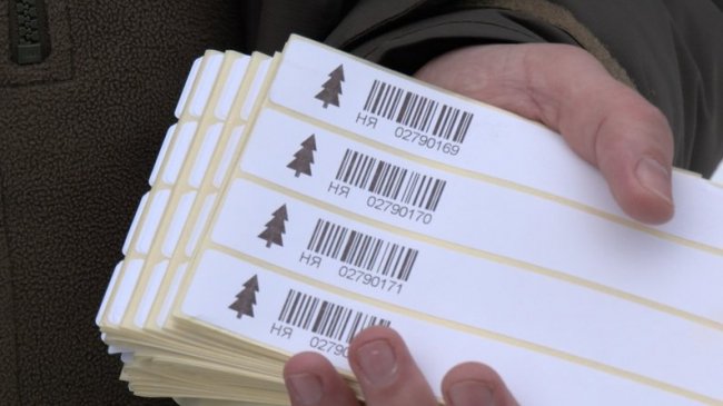 Як і де на Волині вирощують новорічні дерева. ВІДЕО