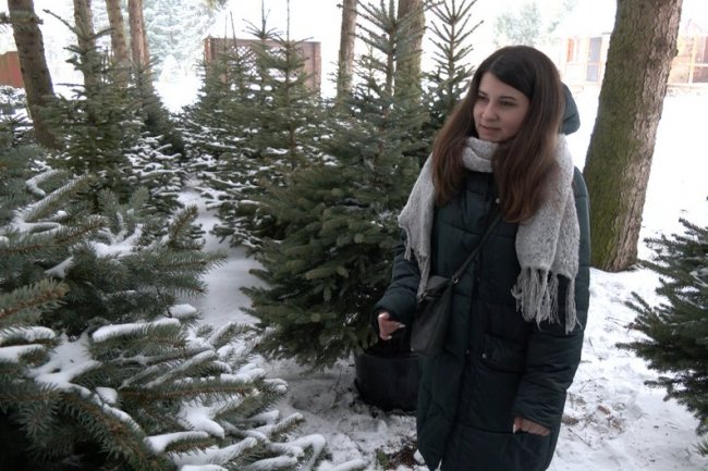 Як і де на Волині вирощують новорічні дерева. ВІДЕО