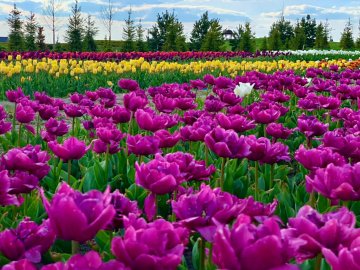 Погода у Луцьку та Волинській області на завтра, 12 травня