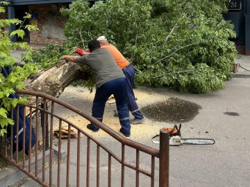 У Луцьку впало дерево та перегородило вхід до офісних приміщень