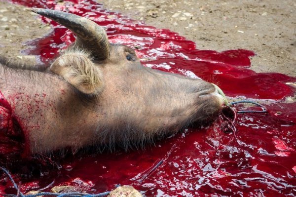 Автор - Вадим Войтик (Івано-Франківськ)