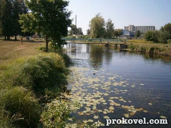 У річці на Волині плаває мертва риба. ФОТО