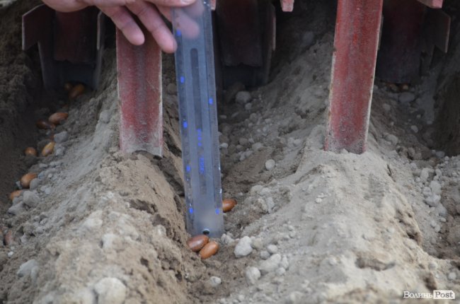 «Засіємо жолудем 16 гектарів»: волинські лісівники розпочали сіяти дуби. ФОТО