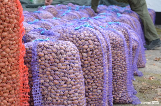 «Засіємо жолудем 16 гектарів»: волинські лісівники розпочали сіяти дуби. ФОТО