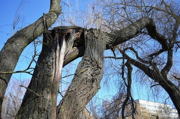 У луцькому парку зноситимуть дерева