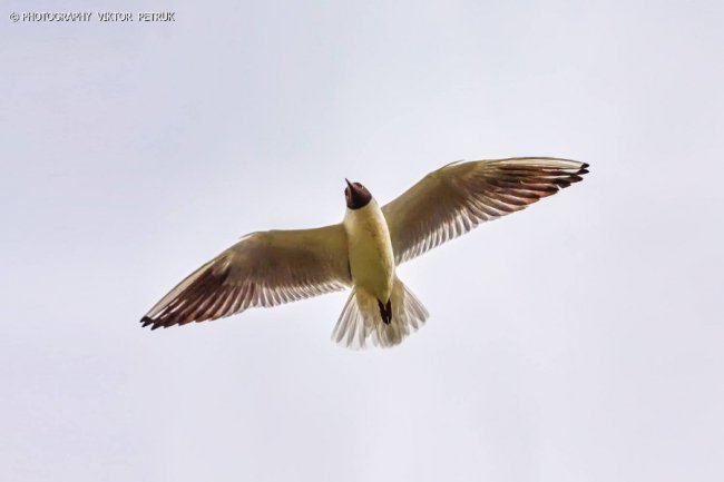 Луцький фотограф опублікував неймовірні світлини до Дня рибалки. ФОТО