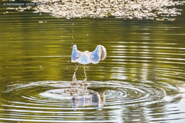 Луцький фотограф опублікував неймовірні світлини до Дня рибалки. ФОТО