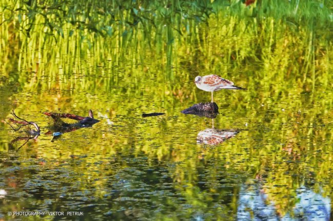 Луцький фотограф опублікував неймовірні світлини до Дня рибалки. ФОТО