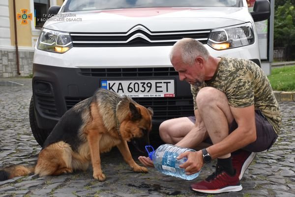 Разом із волонтерами у забігу Луцьком взяла участь німецька вівчарка Тіна. ФОТО