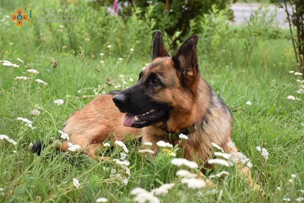 Разом із волонтерами у забігу Луцьком взяла участь німецька вівчарка Тіна. ФОТО