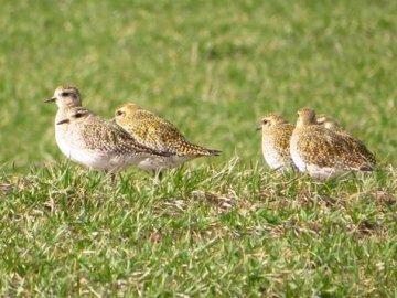 У волинському полі побачили величезну зграю рідкісних птахів. ФОТО