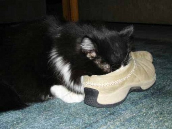 Підбірка фотографій кішок, які мріють про власне взуття. ФОТО