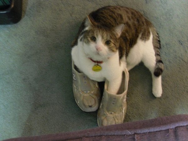 Підбірка фотографій кішок, які мріють про власне взуття. ФОТО