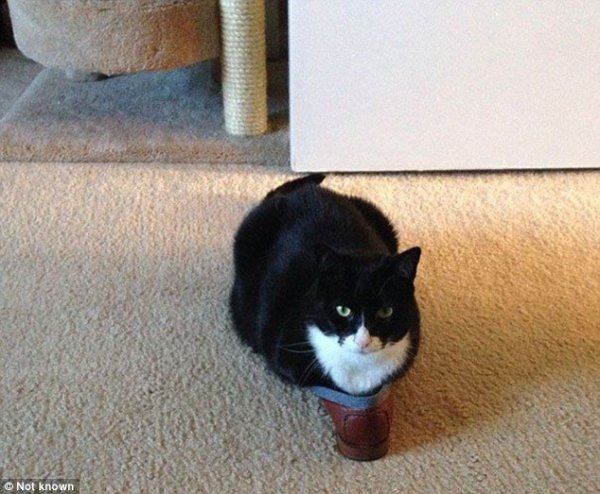 Підбірка фотографій кішок, які мріють про власне взуття. ФОТО