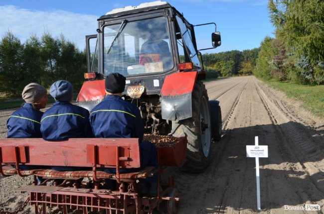 «Засіємо жолудем 16 гектарів»: волинські лісівники розпочали сіяти дуби. ФОТО