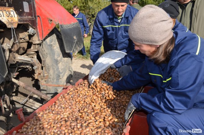 «Засіємо жолудем 16 гектарів»: волинські лісівники розпочали сіяти дуби. ФОТО