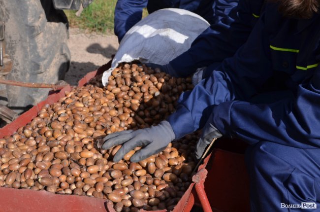 «Засіємо жолудем 16 гектарів»: волинські лісівники розпочали сіяти дуби. ФОТО