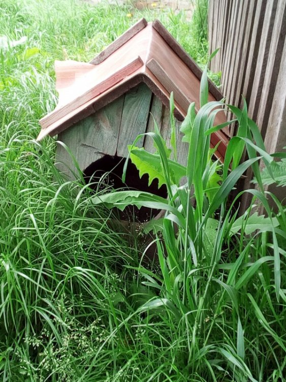 Колись людне село на Волині перетворилось на хутір, де проживає лише дві людини. ФОТО