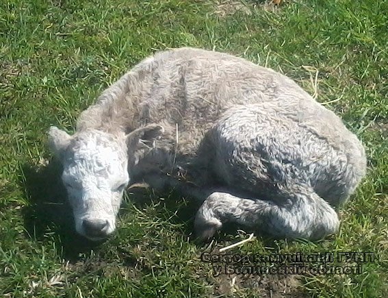 На Волині крадуть... телят. ФОТО