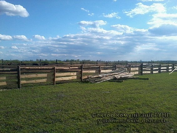 На Волині крадуть... телят. ФОТО