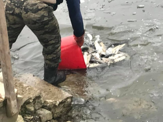У річку Луга у Володимирі випустили майже тонну білого амура. ФОТО